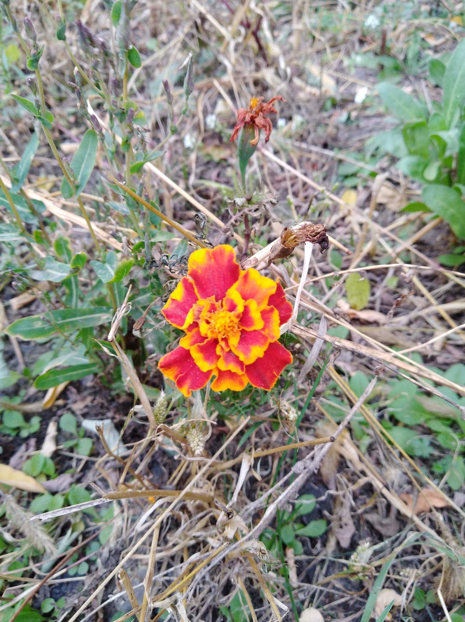 Tagetes patula 'Francesa'